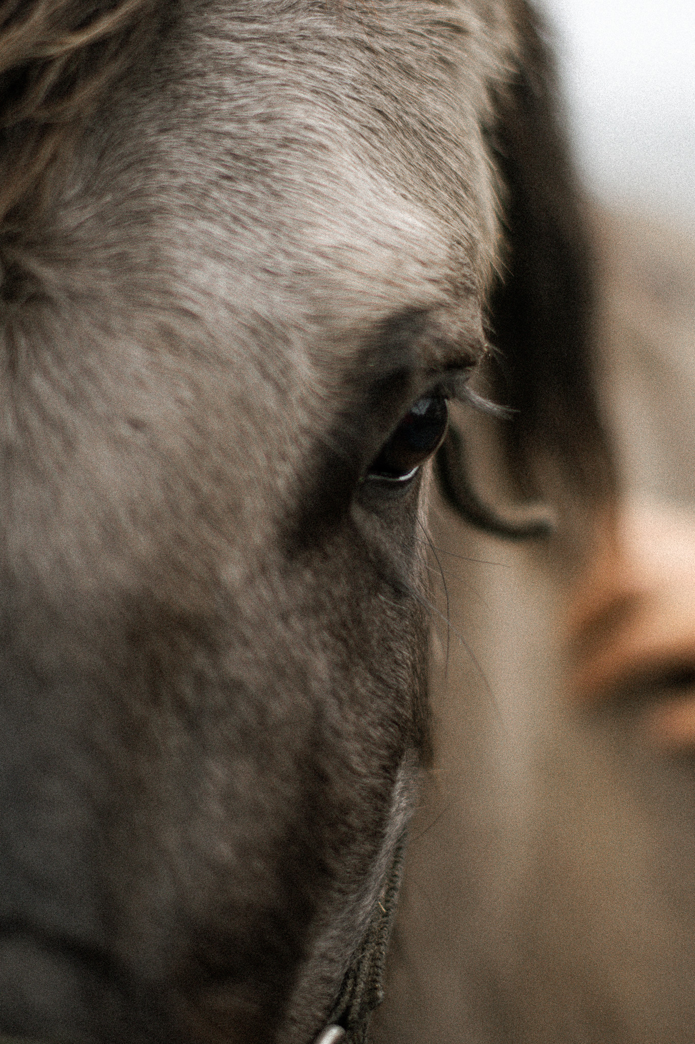 Zdjęcie przedstawiające głowę konia